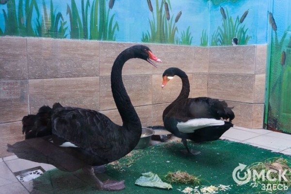 Печальнее, чем у Шекспира: пара чёрных лебедей из Омска потеряла птенца