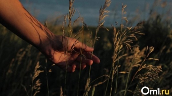 Урожай зерновых культур убрали только на 63% в Новосибирской области