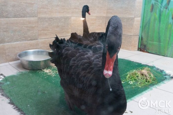 Печальнее, чем у Шекспира: пара чёрных лебедей из Омска потеряла птенца