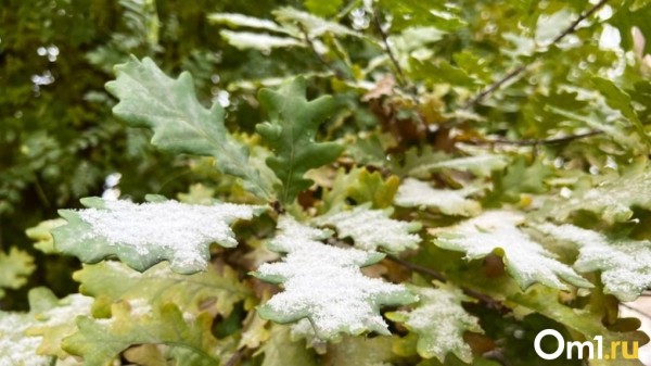 Омичам назвали дату первого снега