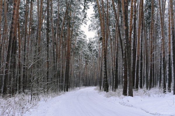 
									В Омске запускают школу выживания для «суровых мужчин» 