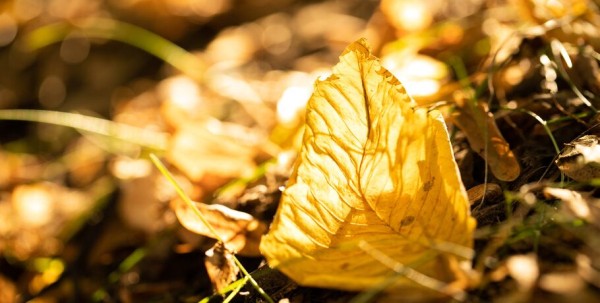 Гости из Чехии, Китая и Греции. Чем привлекает иностранных туристов Омская область