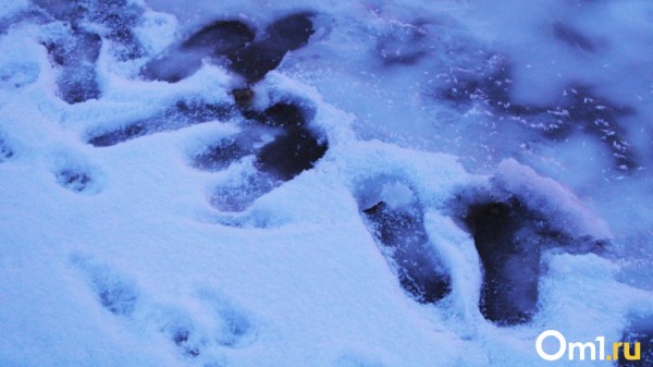 На выходных в Омске выпадет мокрый снег На выходных в Омске выпадет мокрый снег