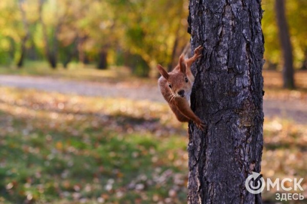 Начало октября в Омске оказалось самым тёплым с 1900 года