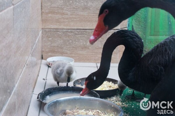 Печальнее, чем у Шекспира: пара чёрных лебедей из Омска потеряла птенца
