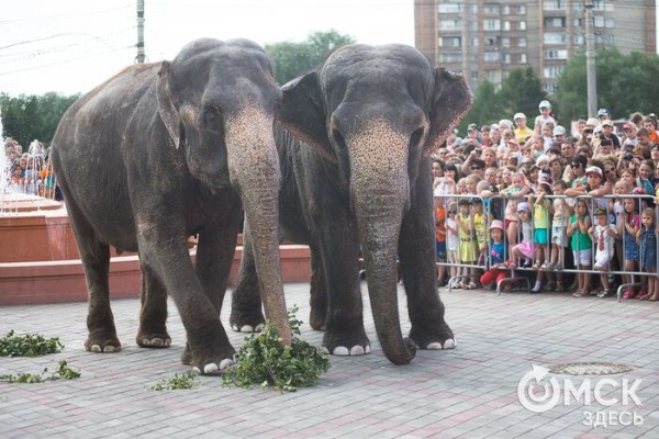 Создать приют или отпустить на волю. Омичи выступают против животных в цирках Создать приют или отпустить на волю. Омичи выступают против животных в цирках