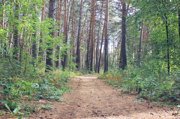 
									В Омске запускают школу выживания для «суровых мужчин» 