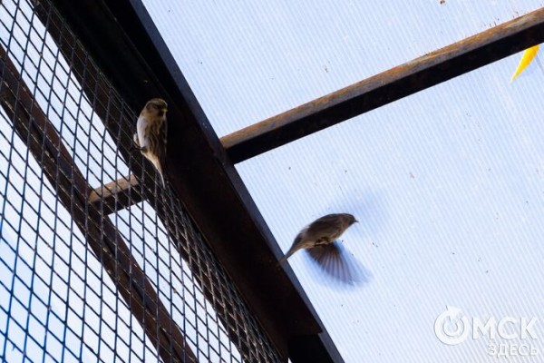 Печальнее, чем у Шекспира: пара чёрных лебедей из Омска потеряла птенца