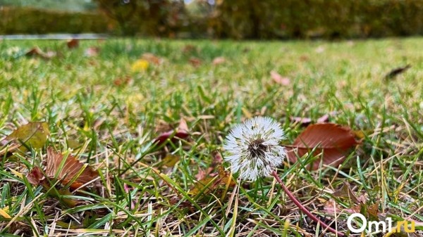 В Обь-Иртышском УГМС назвали дату похолодания в Омске В Обь-Иртышском УГМС назвали дату похолодания в Омске