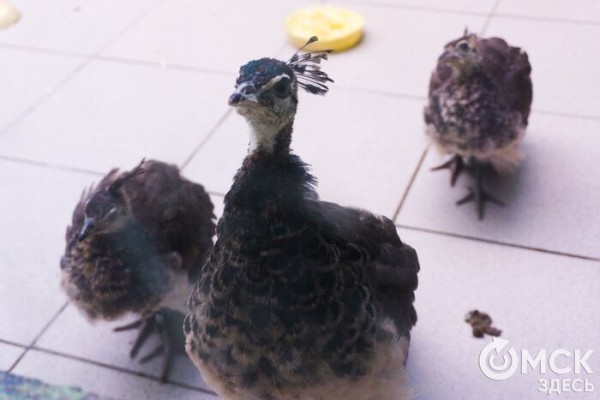 Печальнее, чем у Шекспира: пара чёрных лебедей из Омска потеряла птенца