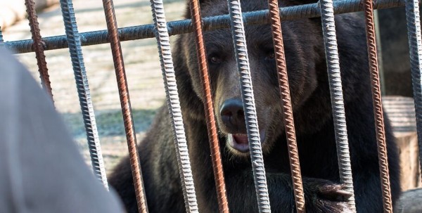 В Большеречье медведица стала жертвой бессонницы В Большеречье медведица стала жертвой бессонницы