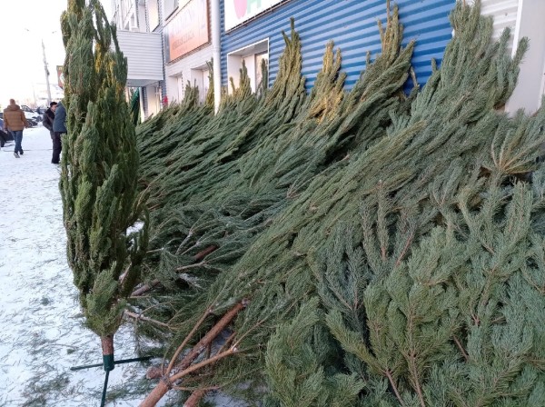 
									Омская мэрия назвала адреса елочных базаров в Кировском округе 