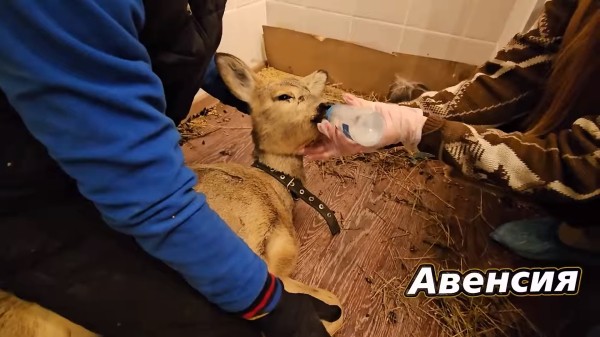 Внезапное нашествие косуль в Омске: что делать и куда звонить, если они попали в беду или ДТП