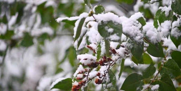 Морозы в тропиках: омский экоцентр показал, как держатся оранжерея и животные