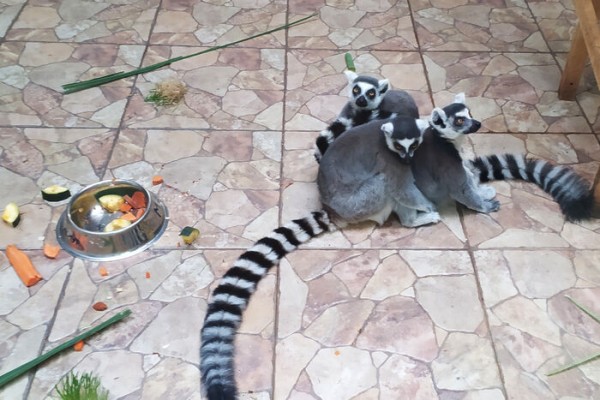 Морозы в тропиках: омский экоцентр показал, как держатся оранжерея и животные