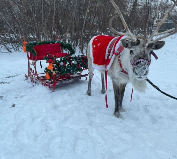
									Омичи смогут на Новый год покататься на северных оленях 