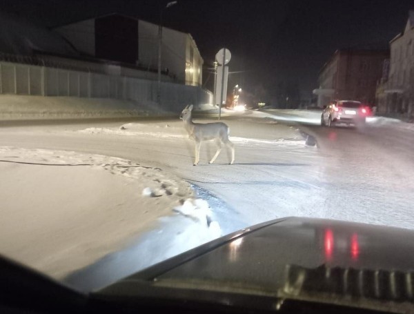 
									«Хорошо, что в Омск хотя бы косули пришли, а не волки» 