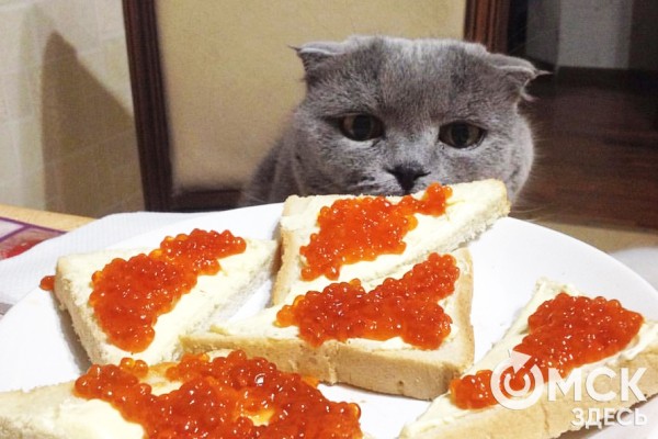 "Кот будет направлять, а собака возьмёт вину на себя". Какие опасности для питомцев таит новогоднее застолье "Кот будет направлять, а собака возьмёт вину на себя". Какие опасности для питомцев таит новогоднее застолье