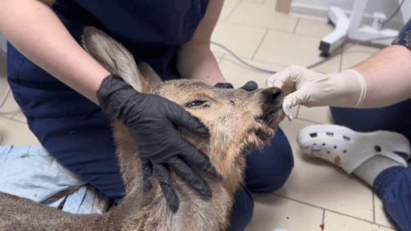 Расцарапала нос и повредила шкурку. Как чувствует себя косуля, застрявшая в заборе