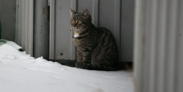 Мёрзнут не только люди. Омичей попросили подкармливать бездомных животных в мороз Мёрзнут не только люди. Омичей попросили подкармливать бездомных животных в мороз