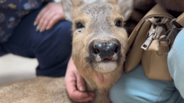 Расцарапала нос и повредила шкурку. Как чувствует себя косуля, застрявшая в заборе