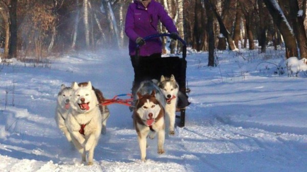 Перед Новым годом омичи смогут прокатиться на собачьей упряжке
