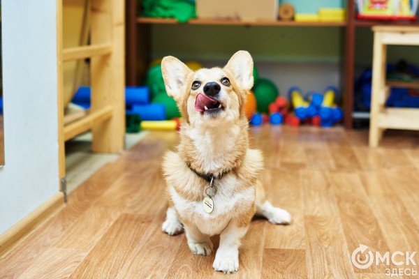 "Кот будет направлять, а собака возьмёт вину на себя". Какие опасности для питомцев таит новогоднее застолье "Кот будет направлять, а собака возьмёт вину на себя". Какие опасности для питомцев таит новогоднее застолье