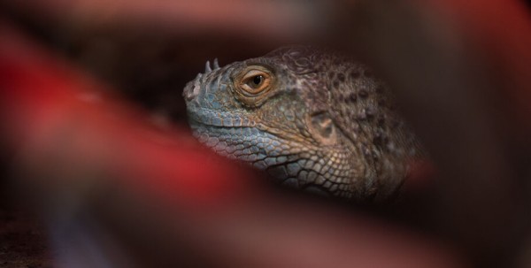 Дерутся и впадают в транс. Почему ящерица в качестве новогоднего подарка - плохая идея