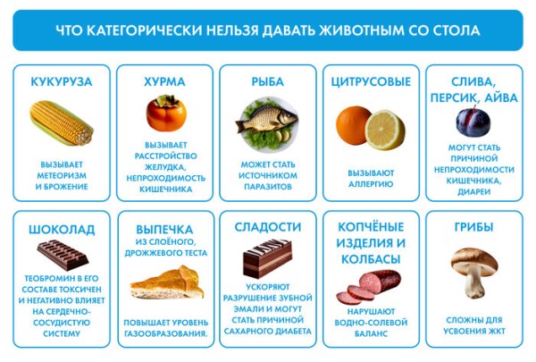 "Кот будет направлять, а собака возьмёт вину на себя". Какие опасности для питомцев таит новогоднее застолье "Кот будет направлять, а собака возьмёт вину на себя". Какие опасности для питомцев таит новогоднее застолье