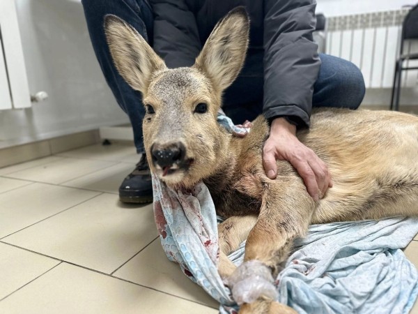 
									Омичи спасли застрявшую в заборе косулю 