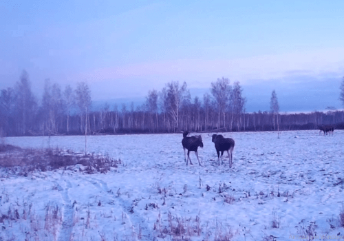 На омских полях танцуют лоси