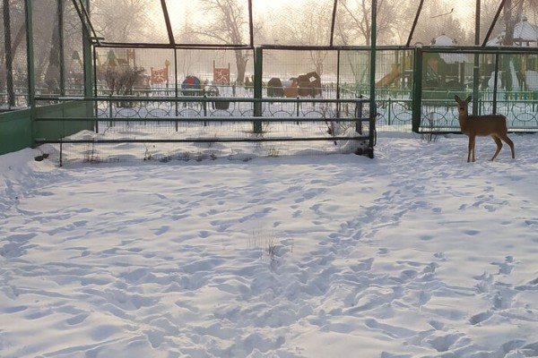 Морозы в тропиках: омский экоцентр показал, как держатся оранжерея и животные