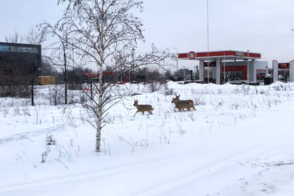 Внезапное нашествие косуль в Омске: что делать и куда звонить, если они попали в беду или ДТП