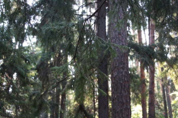 Жительница Омской области одним окурком нанесла ущерб природе в 64 миллиона
Жительница Омской области одним окурком нанесла ущерб природе в 64 миллиона