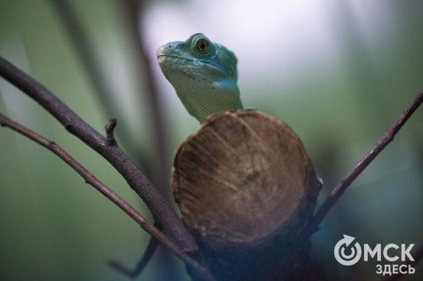 Дерутся и впадают в транс. Почему ящерица в качестве новогоднего подарка - плохая идея