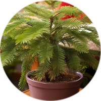 Горка мандаринов и тропическая "сосна". Чем заменить ёлку