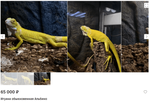 Дерутся и впадают в транс. Почему ящерица в качестве новогоднего подарка - плохая идея