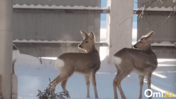 В Омске бездомные собаки загрызли косулю В Омске бездомные собаки загрызли косулю