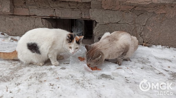 Мёрзнут не только люди. Омичей попросили подкармливать бездомных животных в мороз Мёрзнут не только люди. Омичей попросили подкармливать бездомных животных в мороз