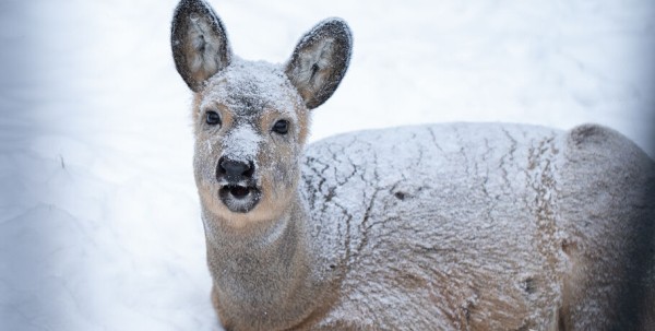 Внезапное нашествие косуль в Омске: что делать и куда звонить, если они попали в беду или ДТП