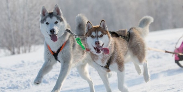 Кошачий Новый год и День объятий с собакой: публикуем зоокалендарь на 2024 год Кошачий Новый год и День объятий с собакой: публикуем зоокалендарь на 2024 год