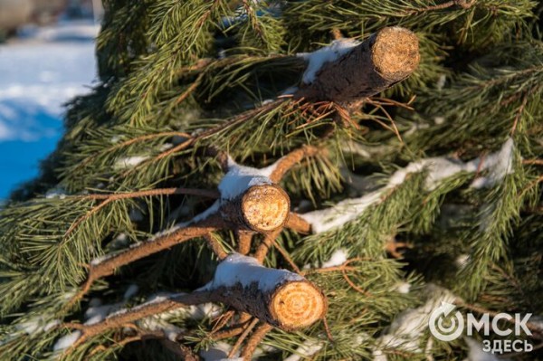 "Складывать некуда". Омский зоопарк просит не предлагать им ёлки "Складывать некуда". Омский зоопарк просит не предлагать им ёлки