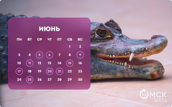 Кошачий Новый год и День объятий с собакой: публикуем зоокалендарь на 2024 год Кошачий Новый год и День объятий с собакой: публикуем зоокалендарь на 2024 год