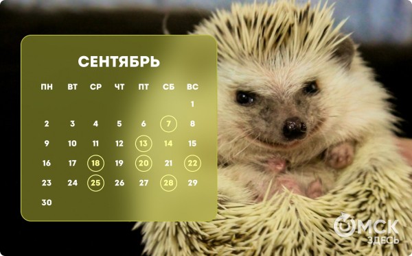 Кошачий Новый год и День объятий с собакой: публикуем зоокалендарь на 2024 год Кошачий Новый год и День объятий с собакой: публикуем зоокалендарь на 2024 год