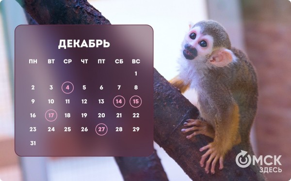 Кошачий Новый год и День объятий с собакой: публикуем зоокалендарь на 2024 год Кошачий Новый год и День объятий с собакой: публикуем зоокалендарь на 2024 год