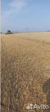 Колыбель золотая: омские поля ждут новых хозяев?