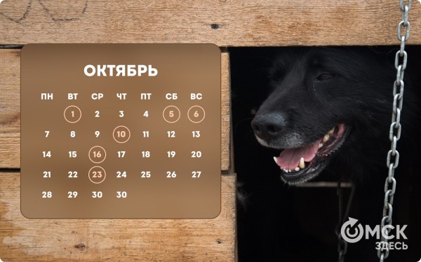 Кошачий Новый год и День объятий с собакой: публикуем зоокалендарь на 2024 год Кошачий Новый год и День объятий с собакой: публикуем зоокалендарь на 2024 год