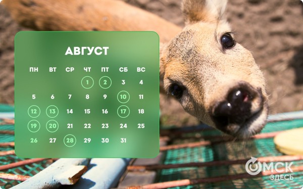 Кошачий Новый год и День объятий с собакой: публикуем зоокалендарь на 2024 год Кошачий Новый год и День объятий с собакой: публикуем зоокалендарь на 2024 год