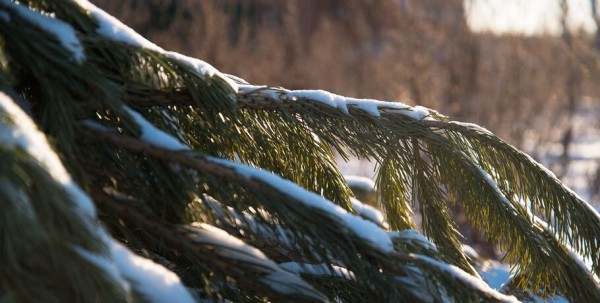 "Складывать некуда". Омский зоопарк просит не предлагать им ёлки "Складывать некуда". Омский зоопарк просит не предлагать им ёлки