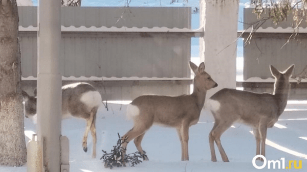 Депутат заявил, что Омску необходим план спасения от косуль